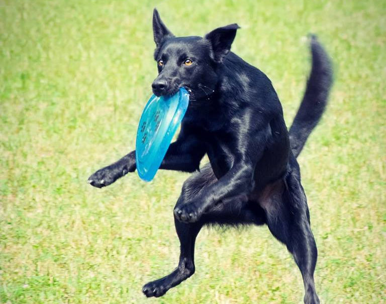 Dogfrisbee