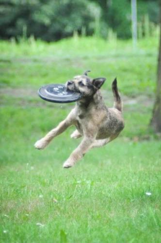 dogfrisbee-2